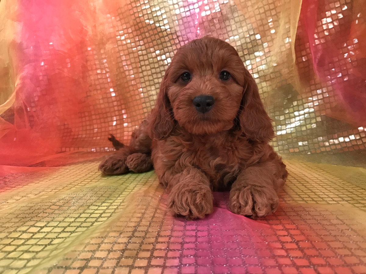 Female Mini Goldendoodle Puppies for Sale, Dark Reds